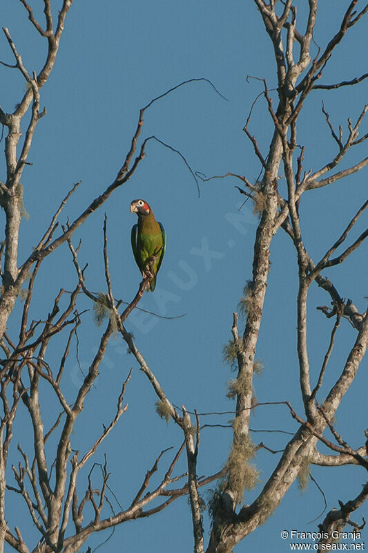 Brown-hooded Parrotadult