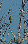 Brown-hooded Parrot