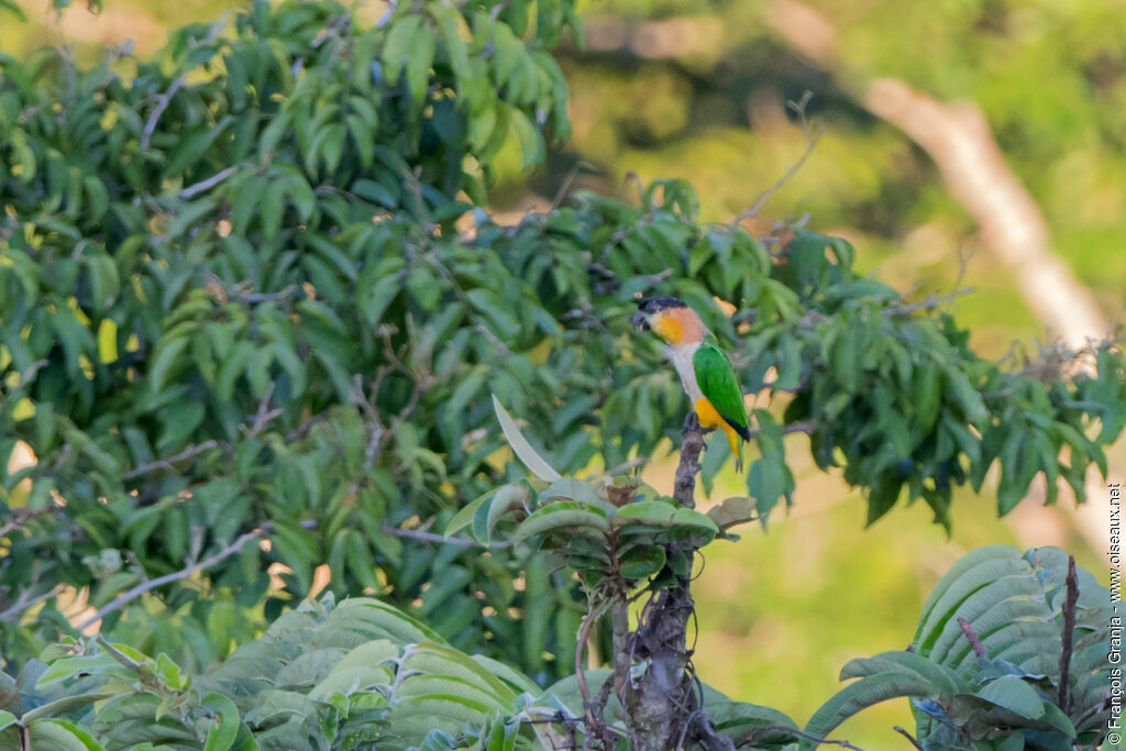 Black-headed Parrot