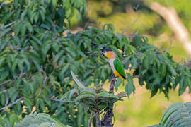 Black-headed Parrot