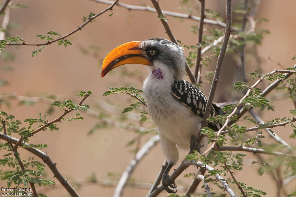 Eastern Yellow-billed Hornbilladult, close-up portrait