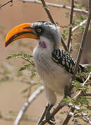 Eastern Yellow-billed Hornbill