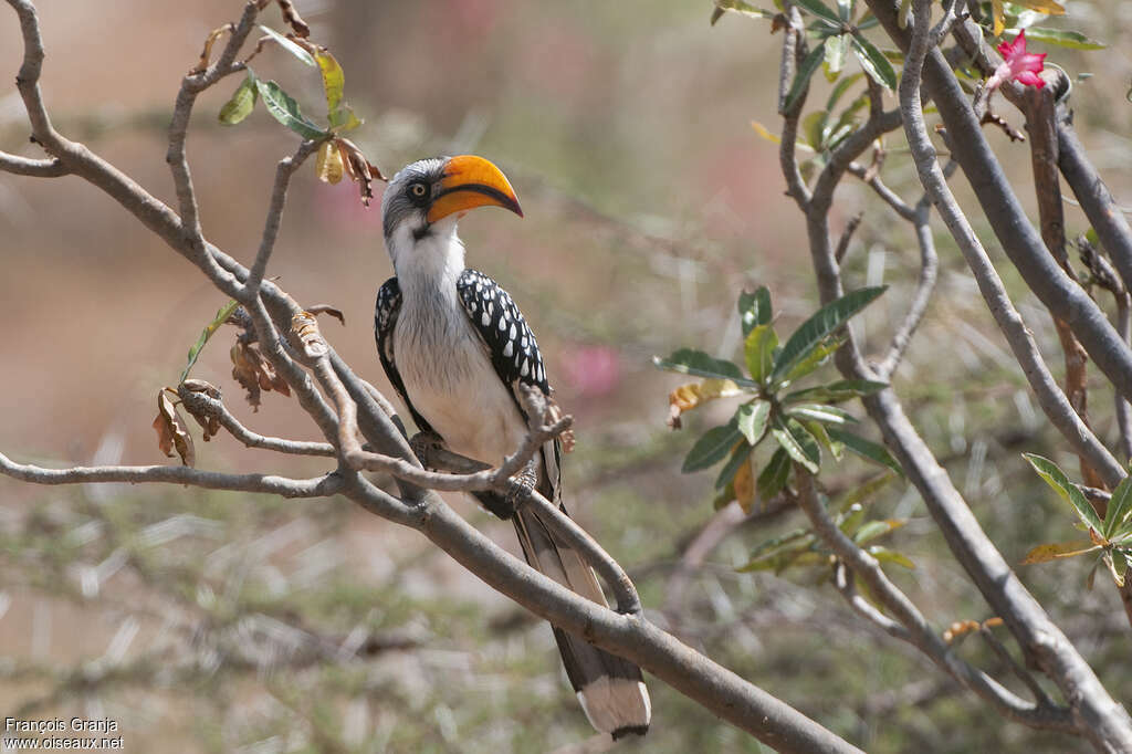 Eastern Yellow-billed Hornbill female adult, identification