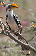 Eastern Yellow-billed Hornbill