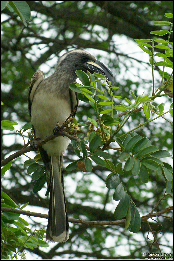 African Grey Hornbill