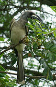 African Grey Hornbill