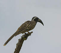 African Grey Hornbill