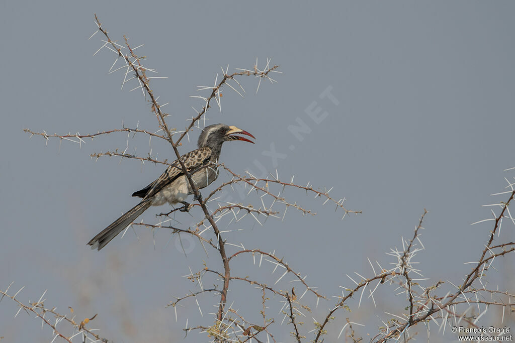 African Grey Hornbill