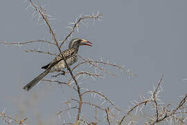 African Grey Hornbill