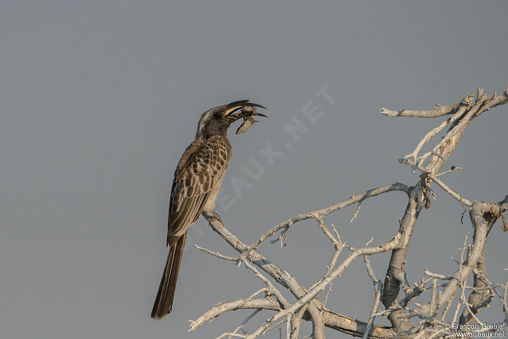 African Grey Hornbill