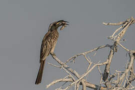 African Grey Hornbill