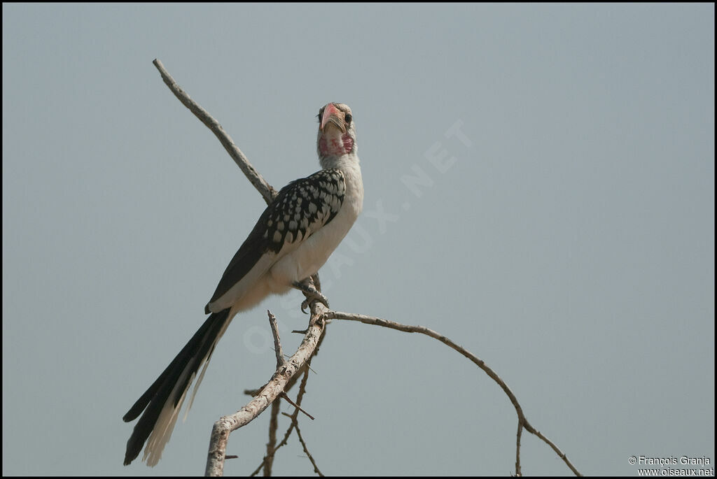 Northern Red-billed Hornbill