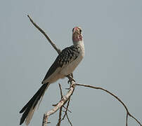 Northern Red-billed Hornbill