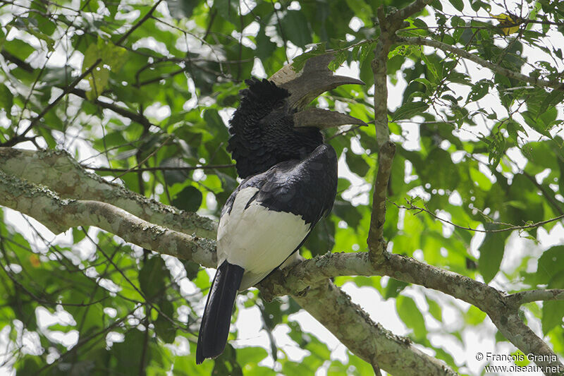 Black-and-white-casqued Hornbilladult