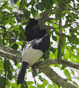 Black-and-white-casqued Hornbill