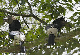 Black-and-white-casqued Hornbill