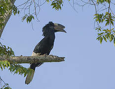 Black-and-white-casqued Hornbill