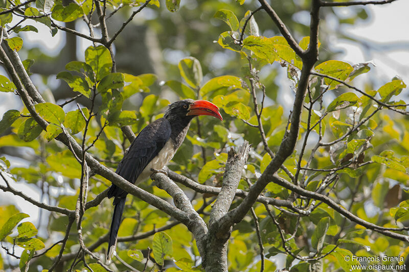 Crowned Hornbilladult