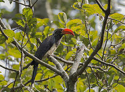 Crowned Hornbill