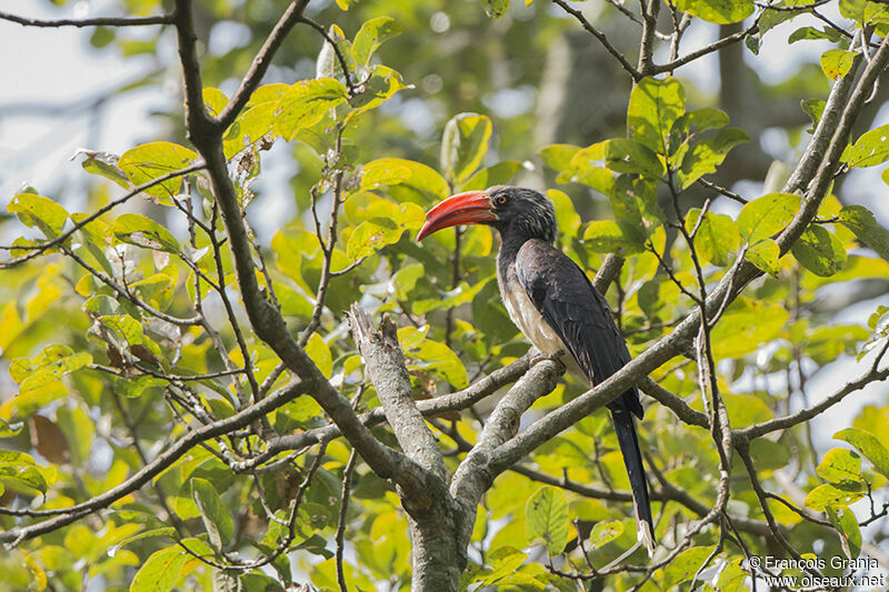 Crowned Hornbilladult