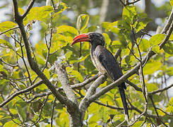 Crowned Hornbill