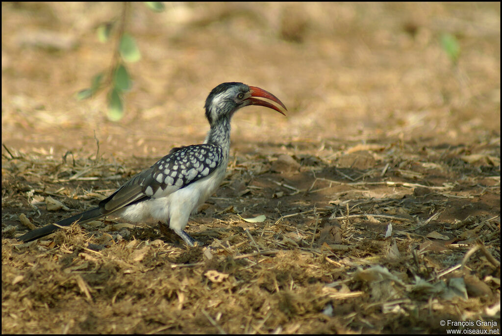 Southern Red-billed Hornbill