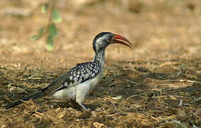 Southern Red-billed Hornbill