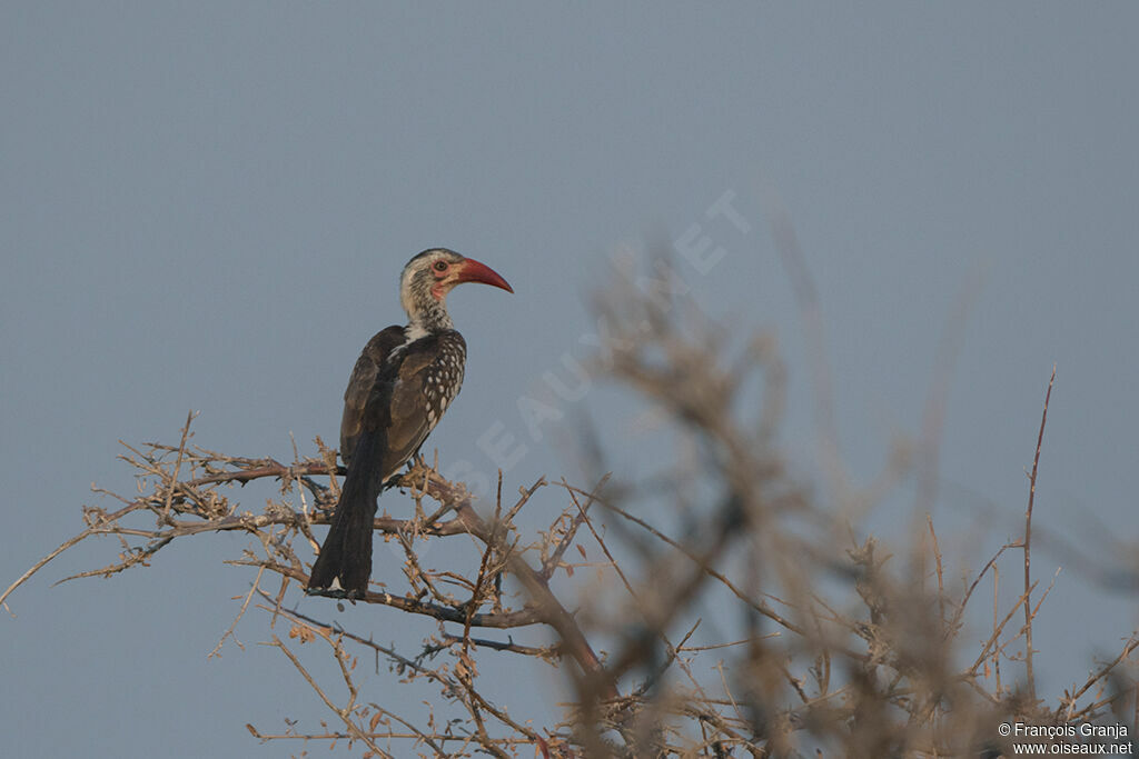 Damara Red-billed Hornbill