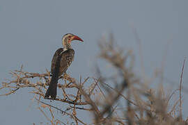 Damara Red-billed Hornbill