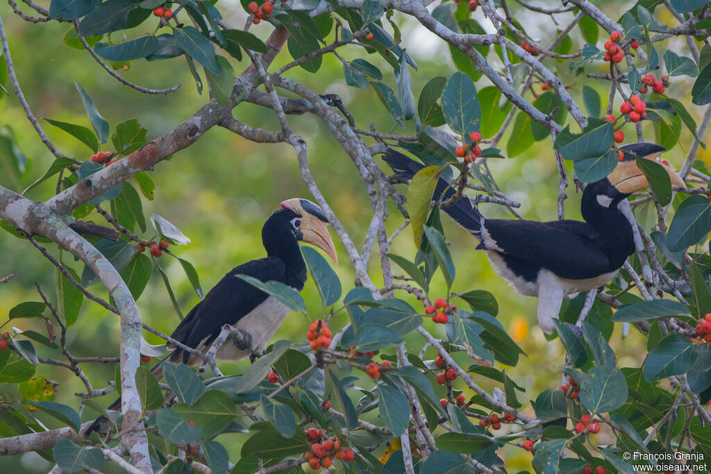 Malabar Pied Hornbill