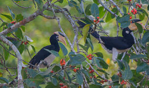 Malabar Pied Hornbill