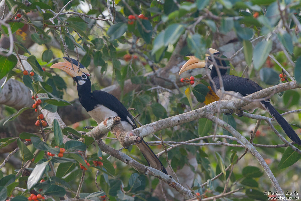 Malabar Pied Hornbill