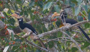 Malabar Pied Hornbill