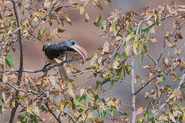 Monteiro's Hornbill