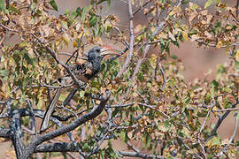 Monteiro's Hornbill