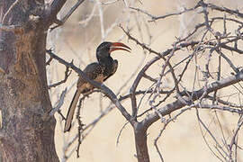 Monteiro's Hornbill