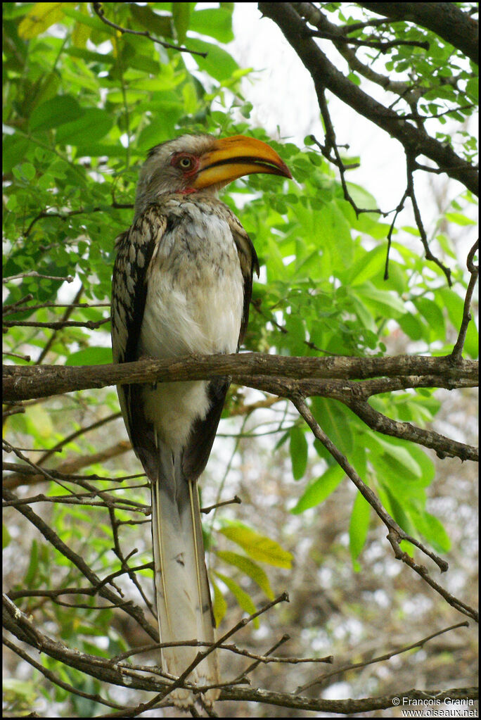 Southern Yellow-billed Hornbill