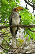 Southern Yellow-billed Hornbill