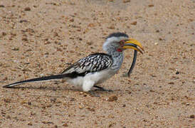 Southern Yellow-billed Hornbill