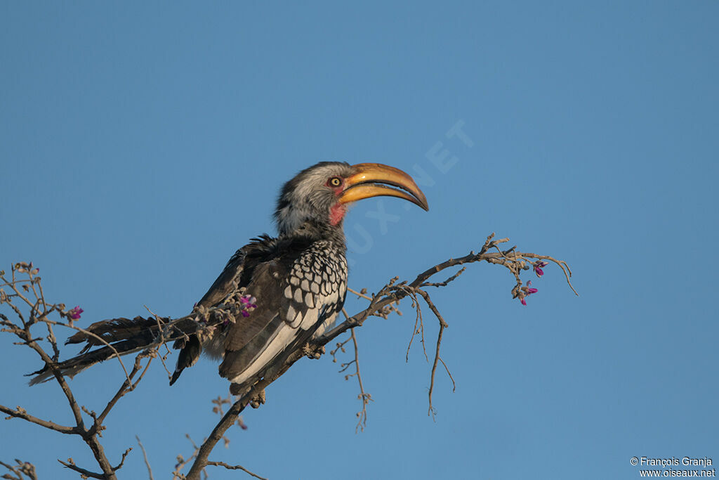 Southern Yellow-billed Hornbill