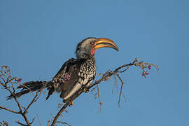 Southern Yellow-billed Hornbill