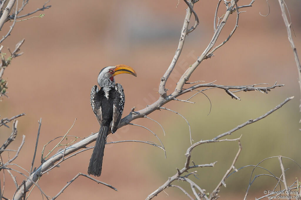 Southern Yellow-billed Hornbill