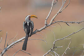 Southern Yellow-billed Hornbill