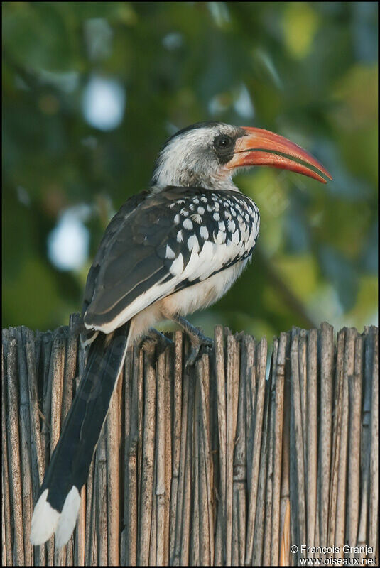 Western Red-billed Hornbill