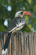 Western Red-billed Hornbill