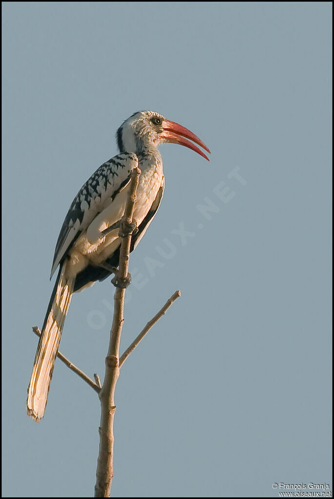 Western Red-billed Hornbill