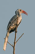 Western Red-billed Hornbill