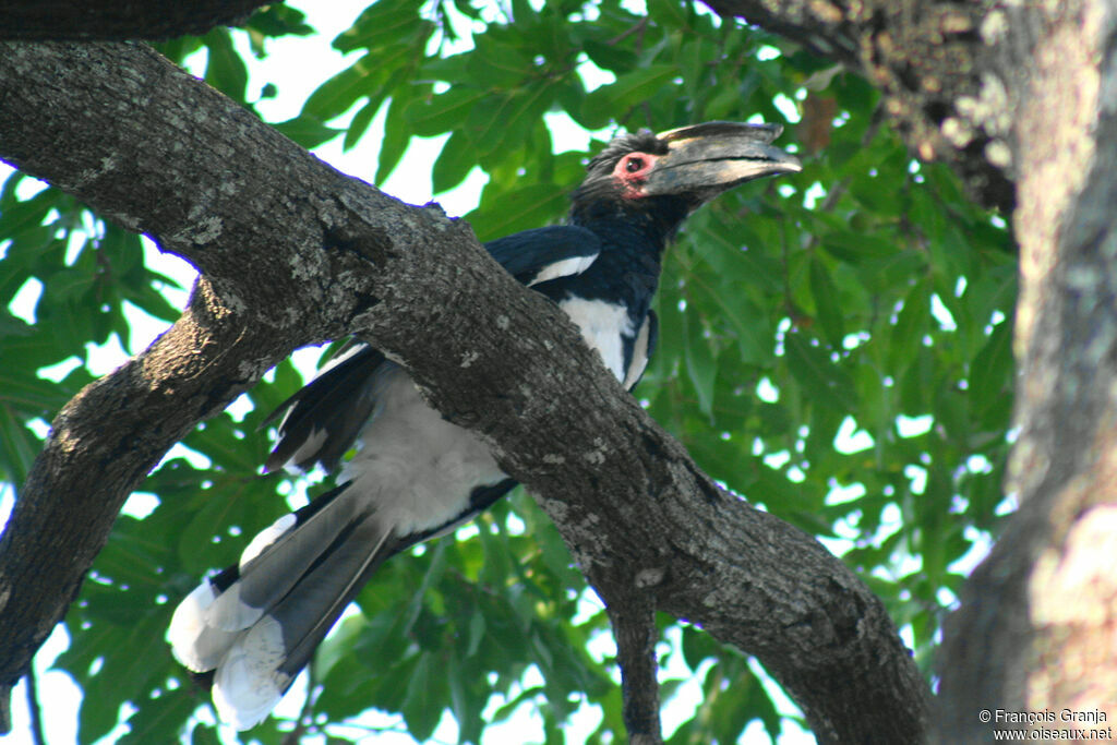 Trumpeter Hornbill