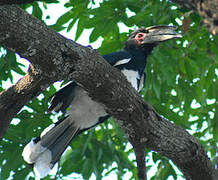 Trumpeter Hornbill