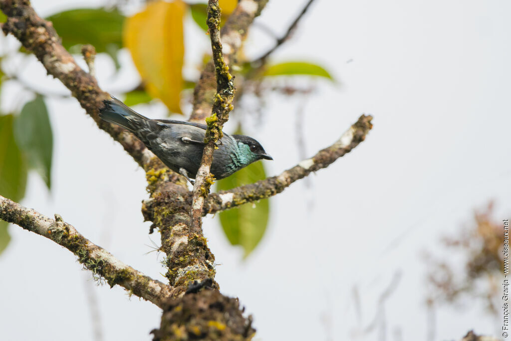 Black-capped Tanager